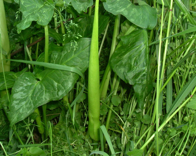 Arum italicum - Gigaro italico